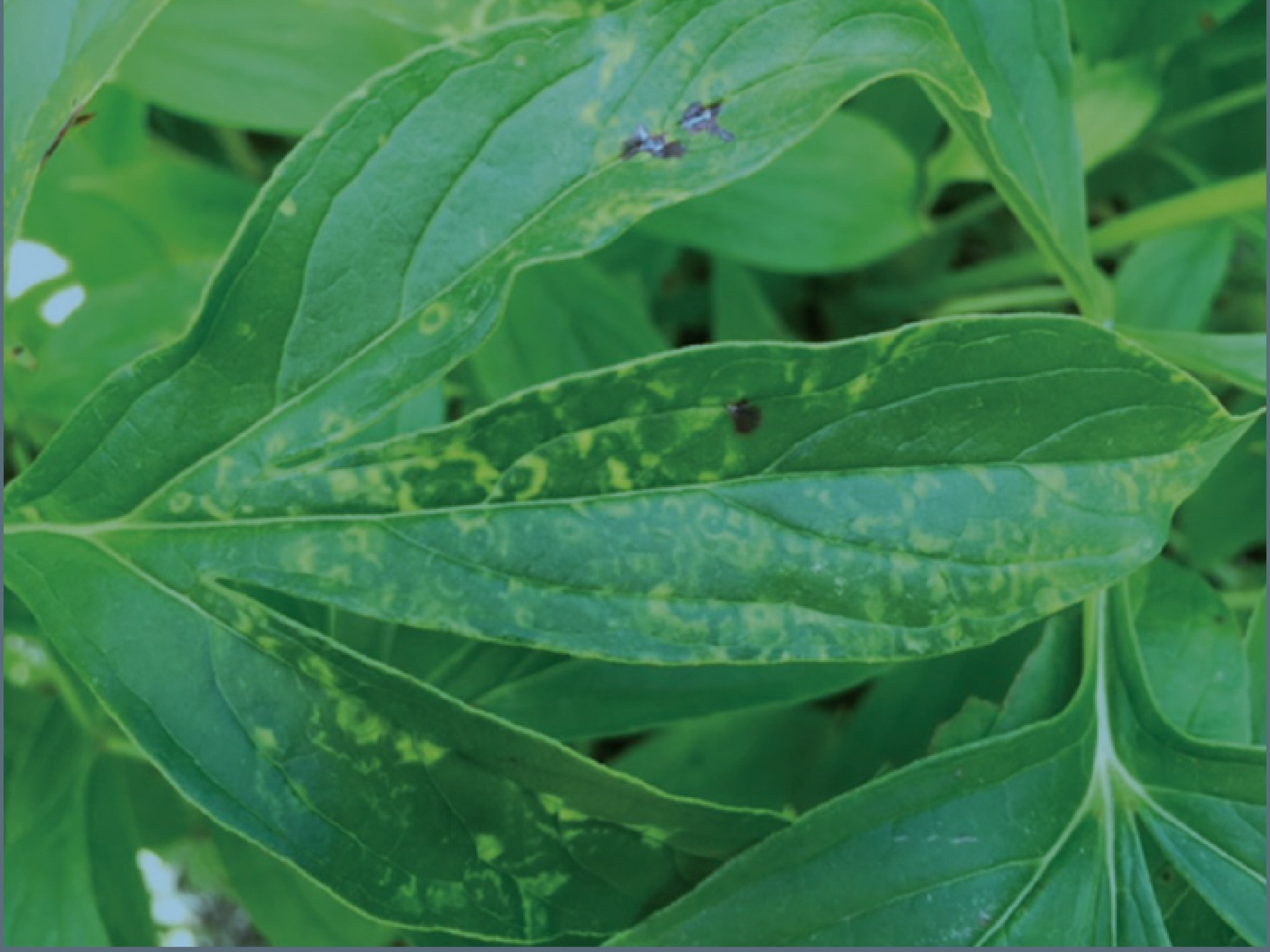 Examples of Paeonia lactiflora cultivars from the WE Upjohn Peony Garden exhibiting TRV symptoms.
