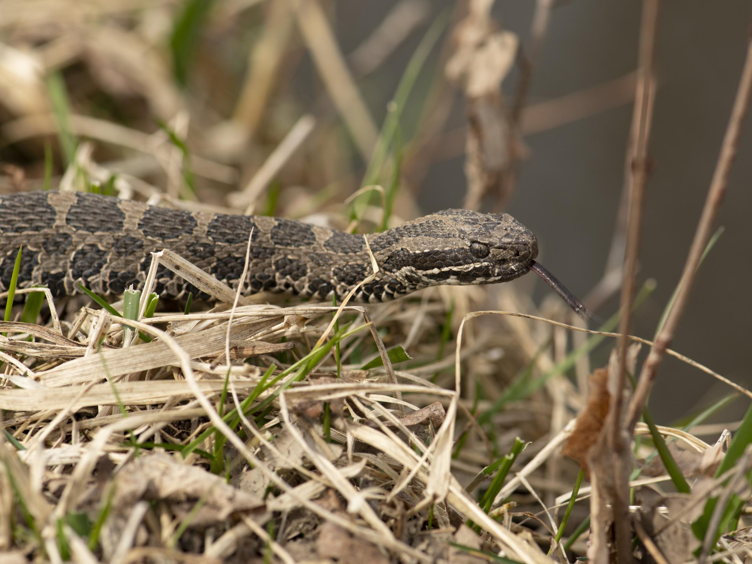 Eastern massasauga rattlesnake