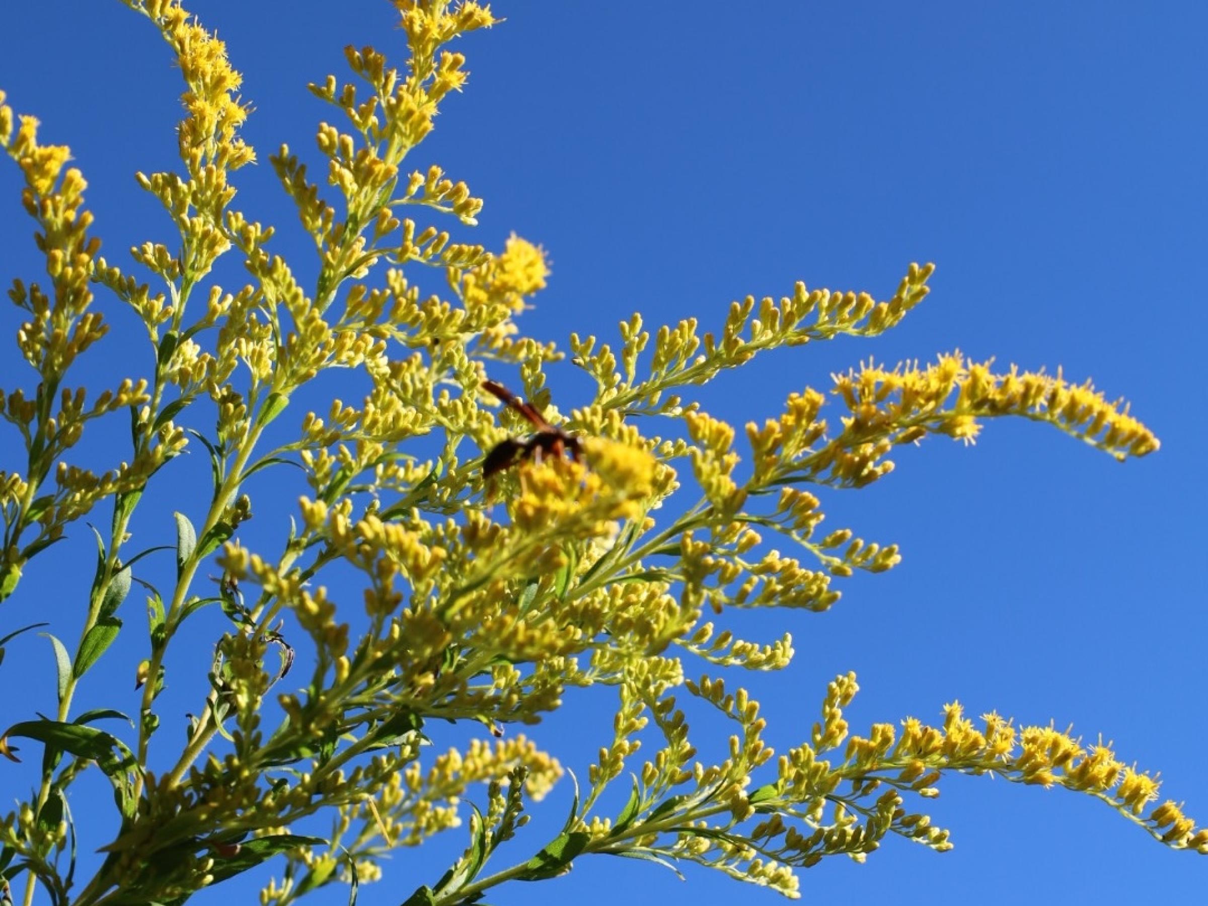 goldenrod against a bright blue sky
