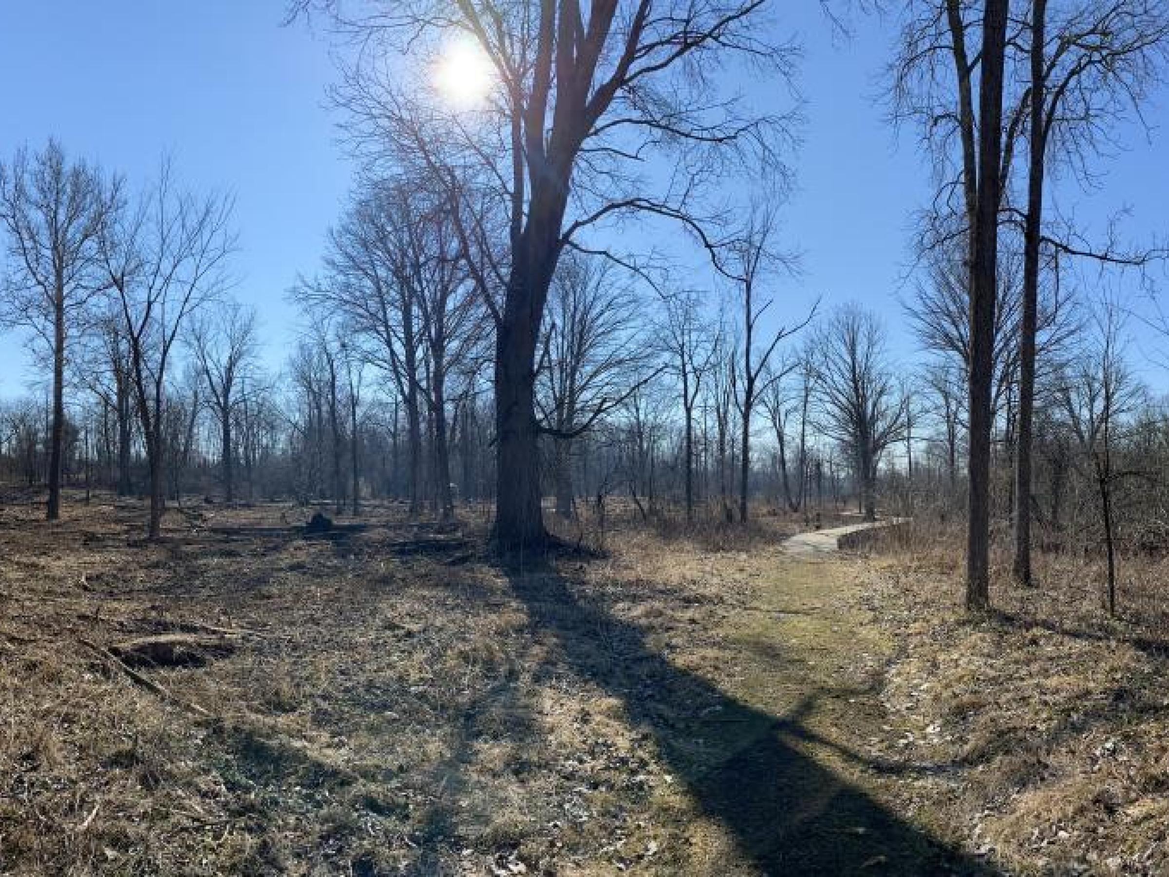 Prairie Fen Restoration showing area cleared of invasive plants