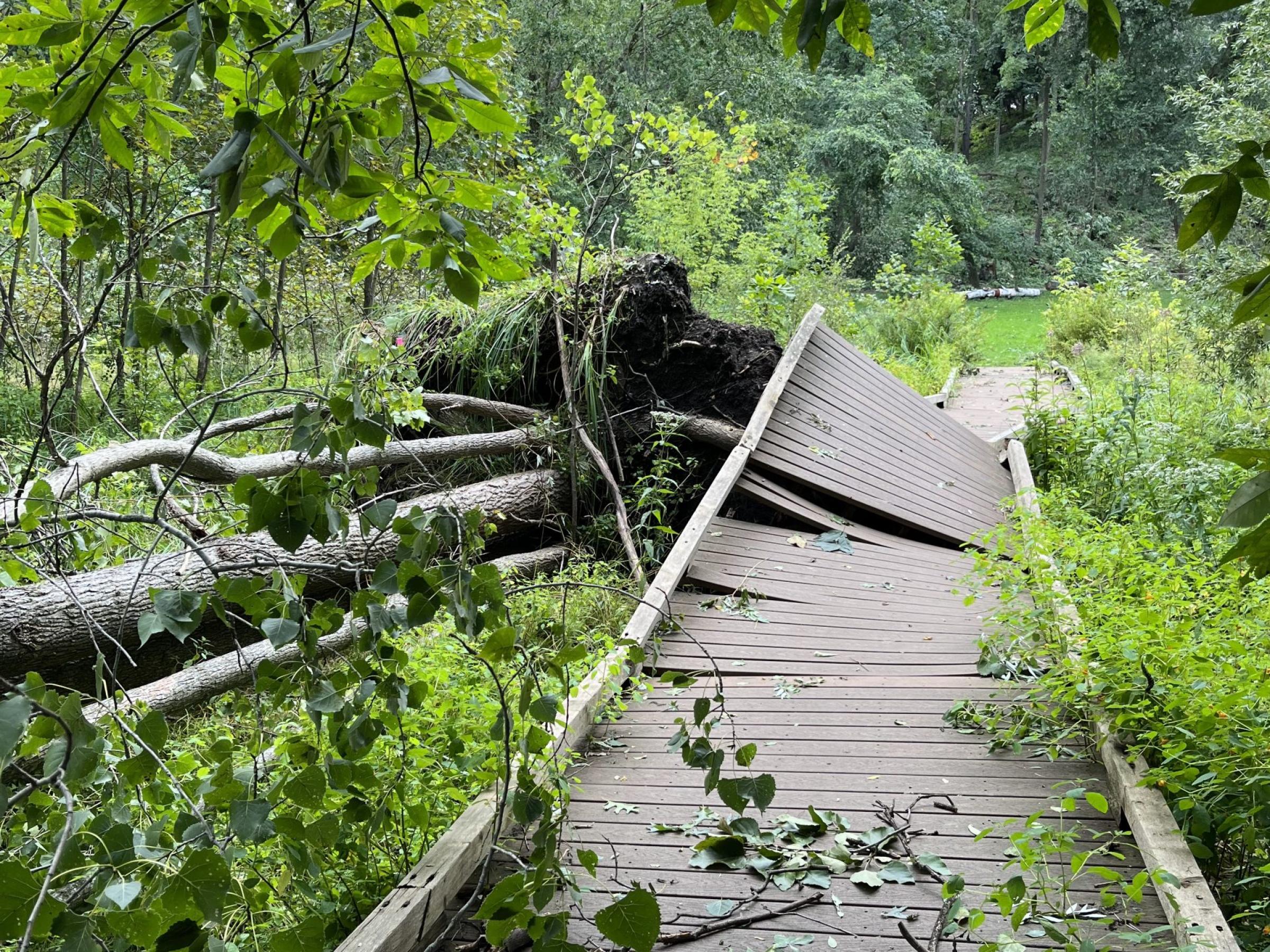 wooden walkway damaged from fallen tree
