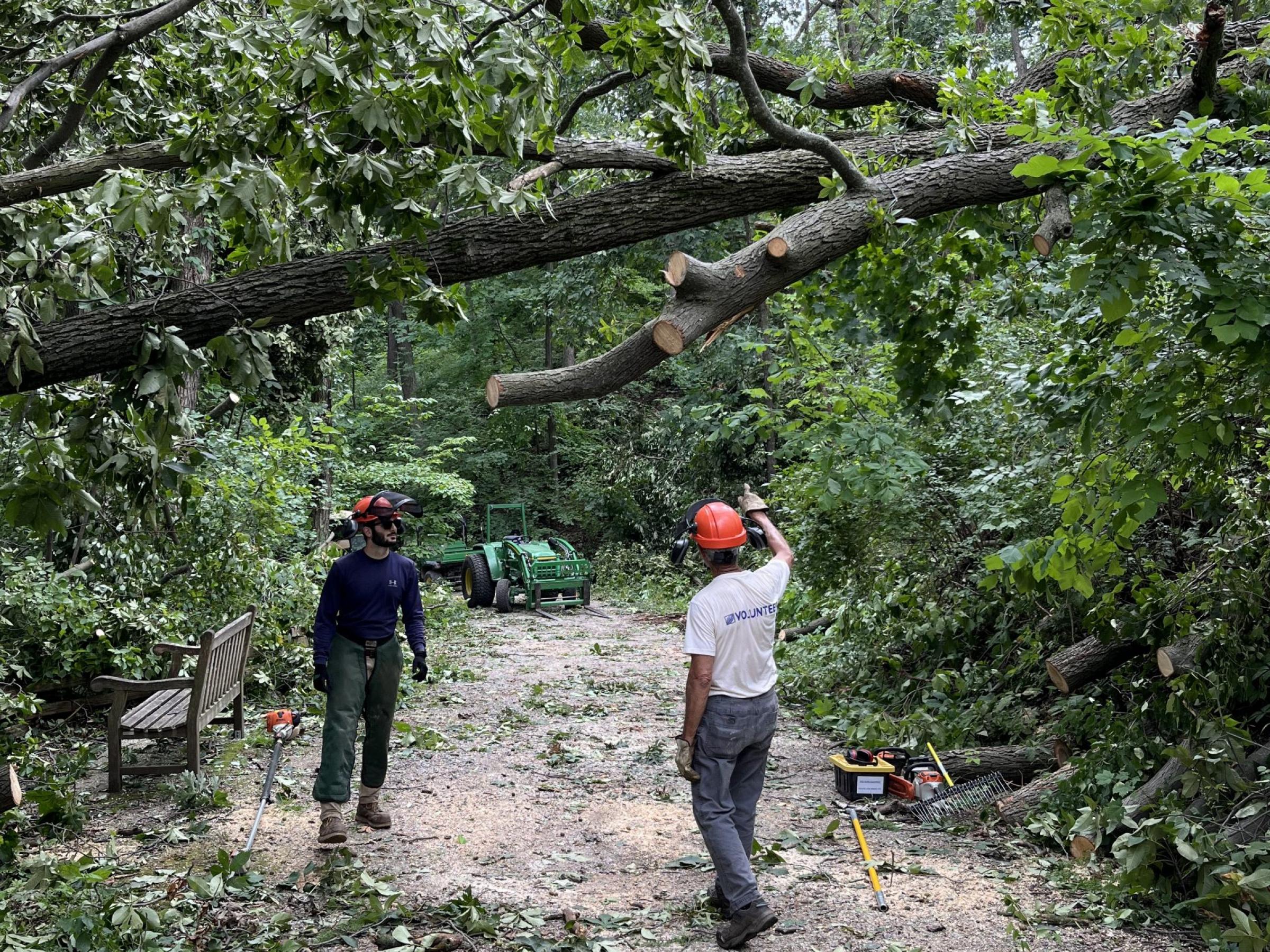 two people look up at a broken tree as they work to clear a path in the arboretum