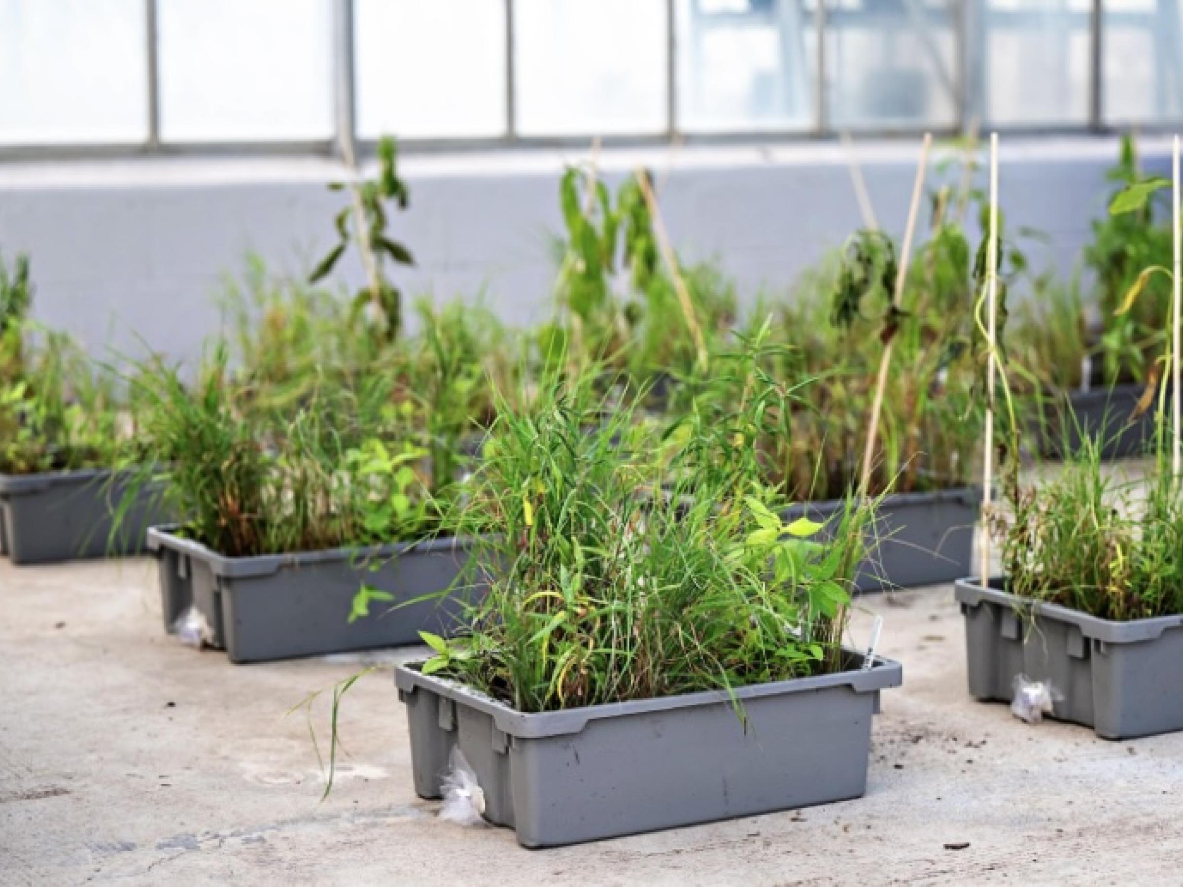 several grey boxes of miniature sedge meadows in a row