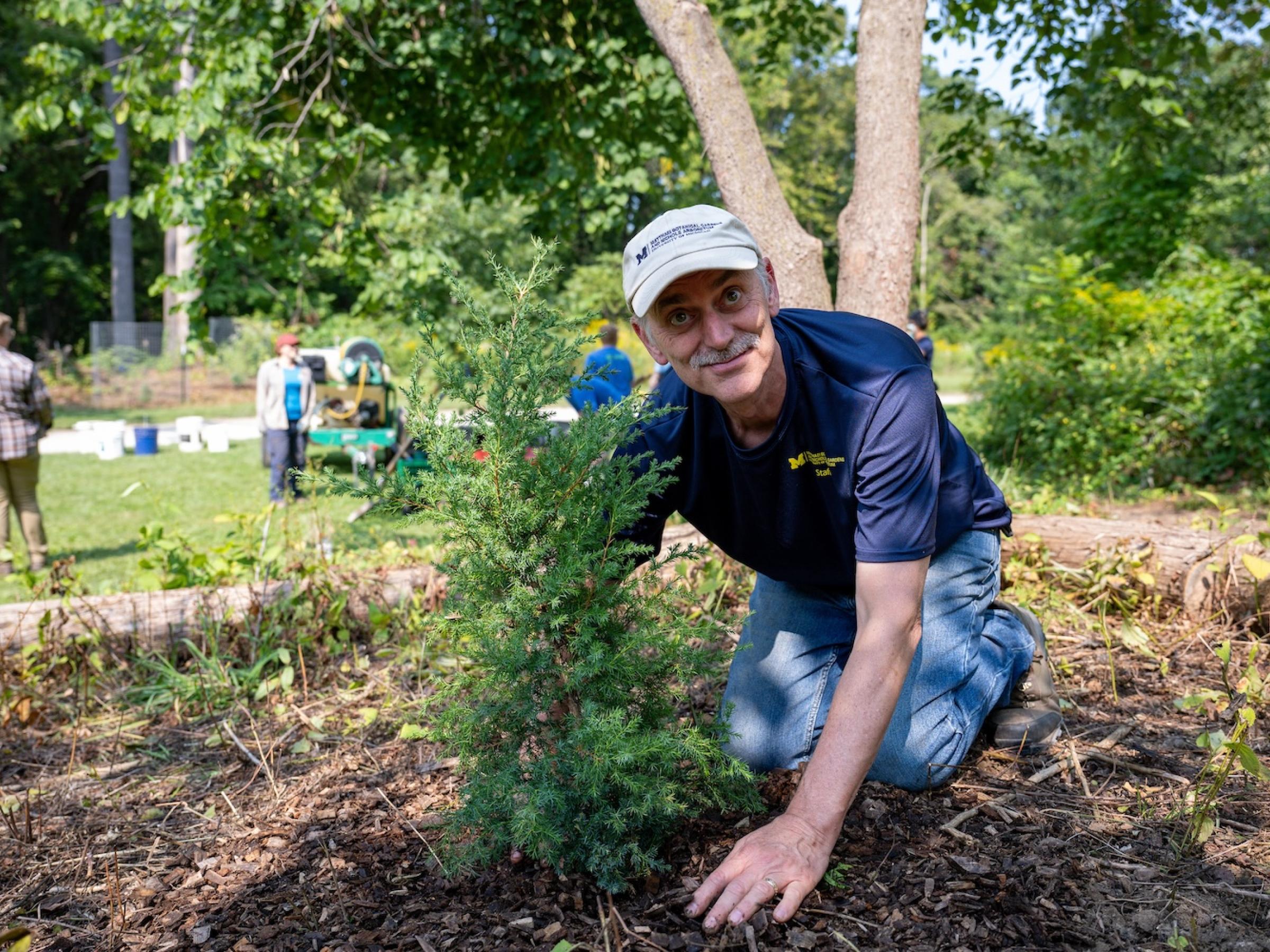 person kneeling down to plant pine tree