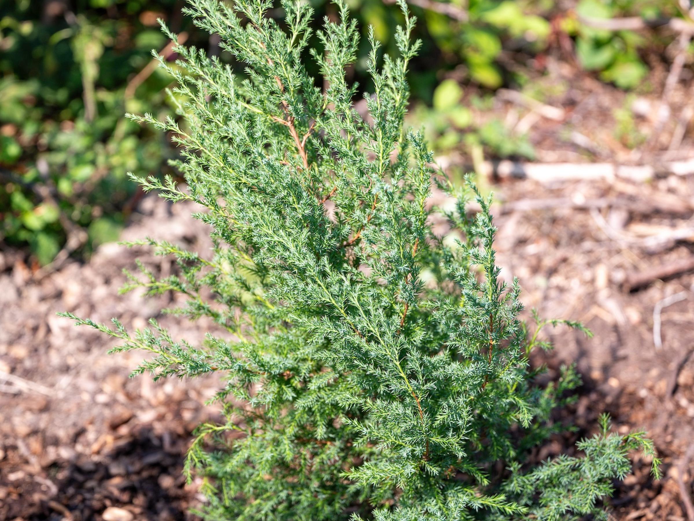 small newly planted pine tree