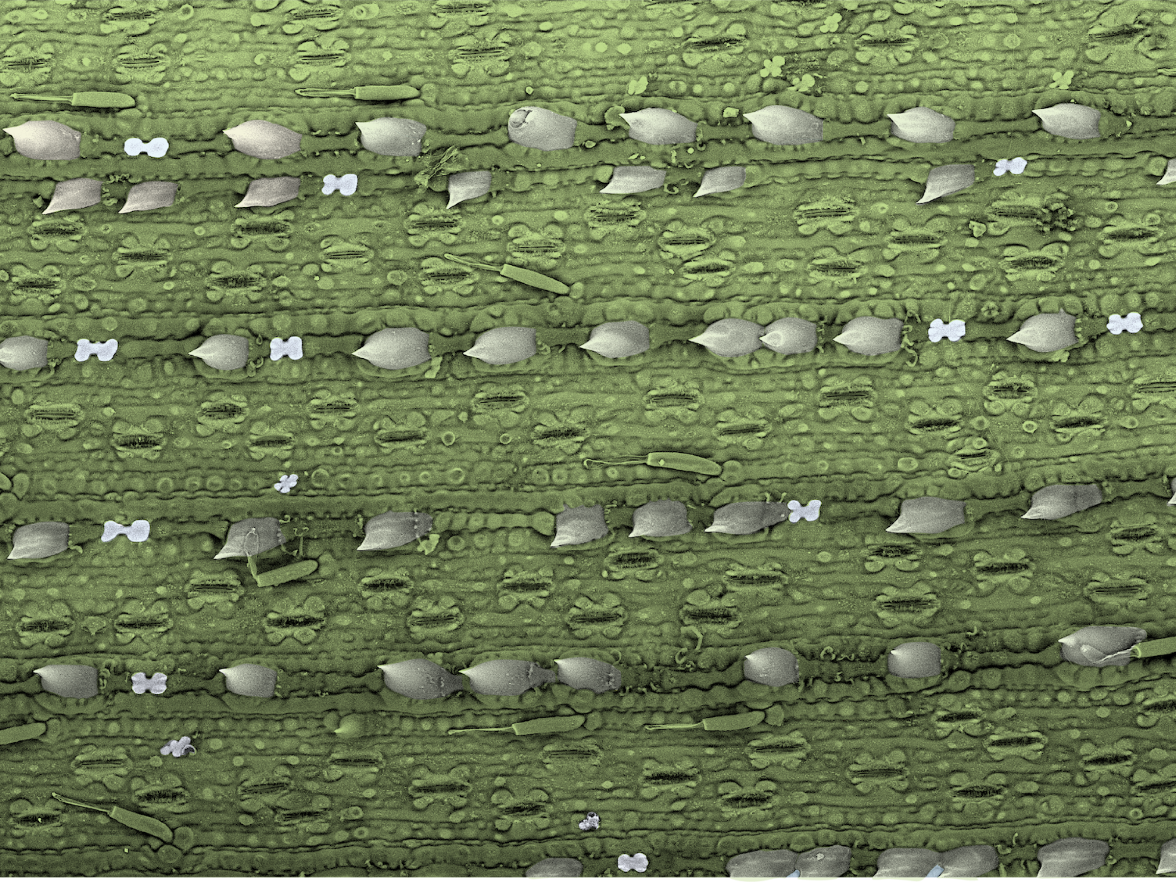 A microscopic image of Sugar Cane,  Saccharum officinarum