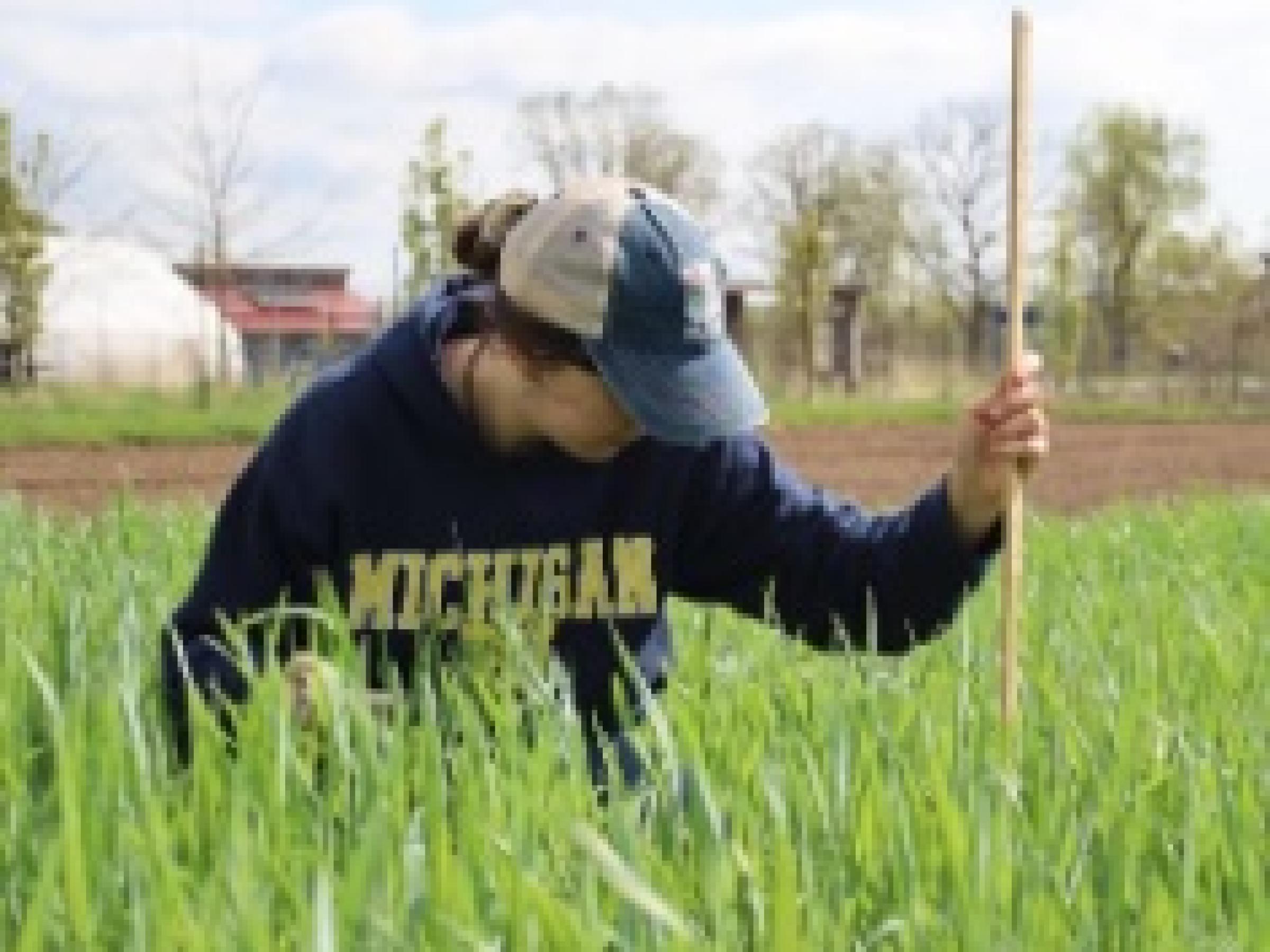 person working in a field with cover crop planted
