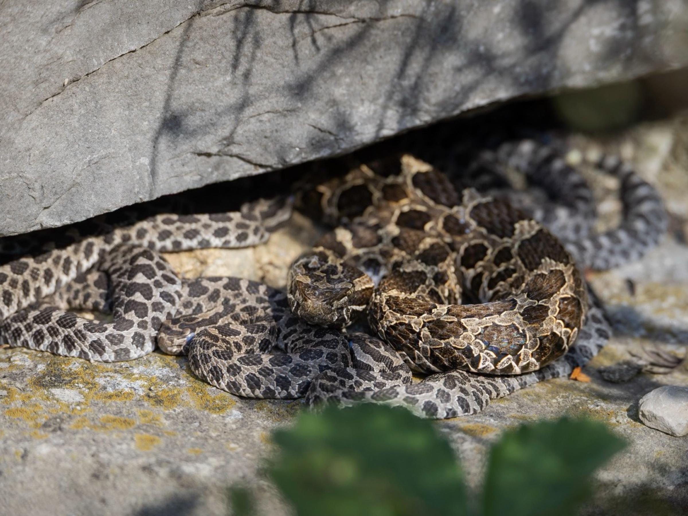 Massasauga snakes under a rock ledge