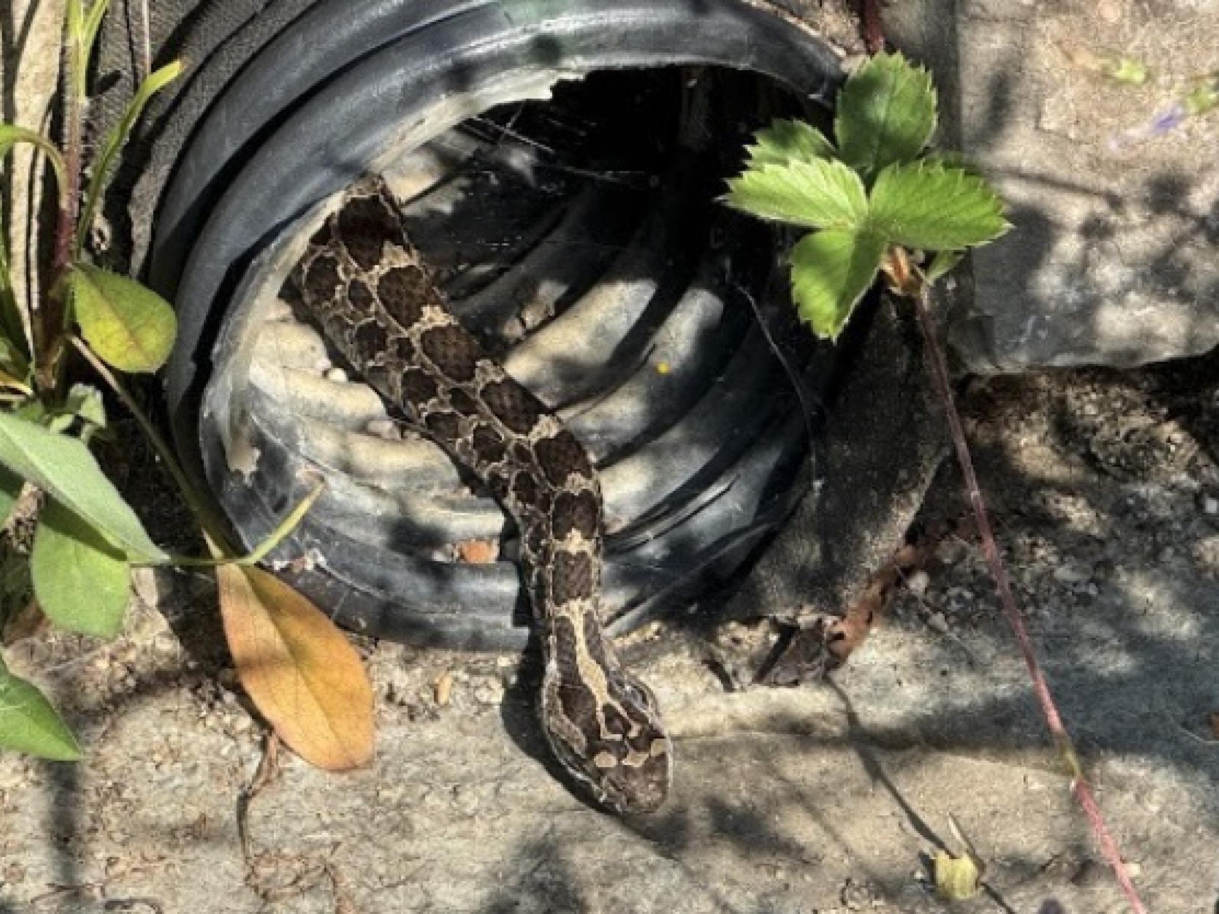 Massasauga snake coming out of culvert pipe