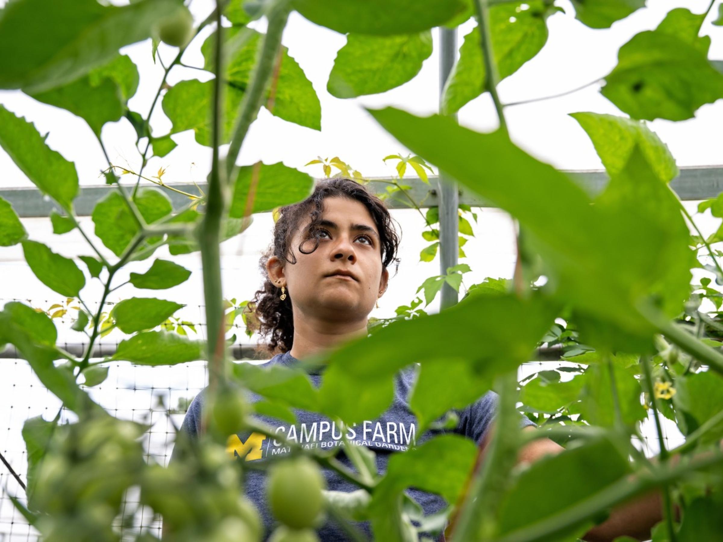 Yumna Dagher framed by tomato plants