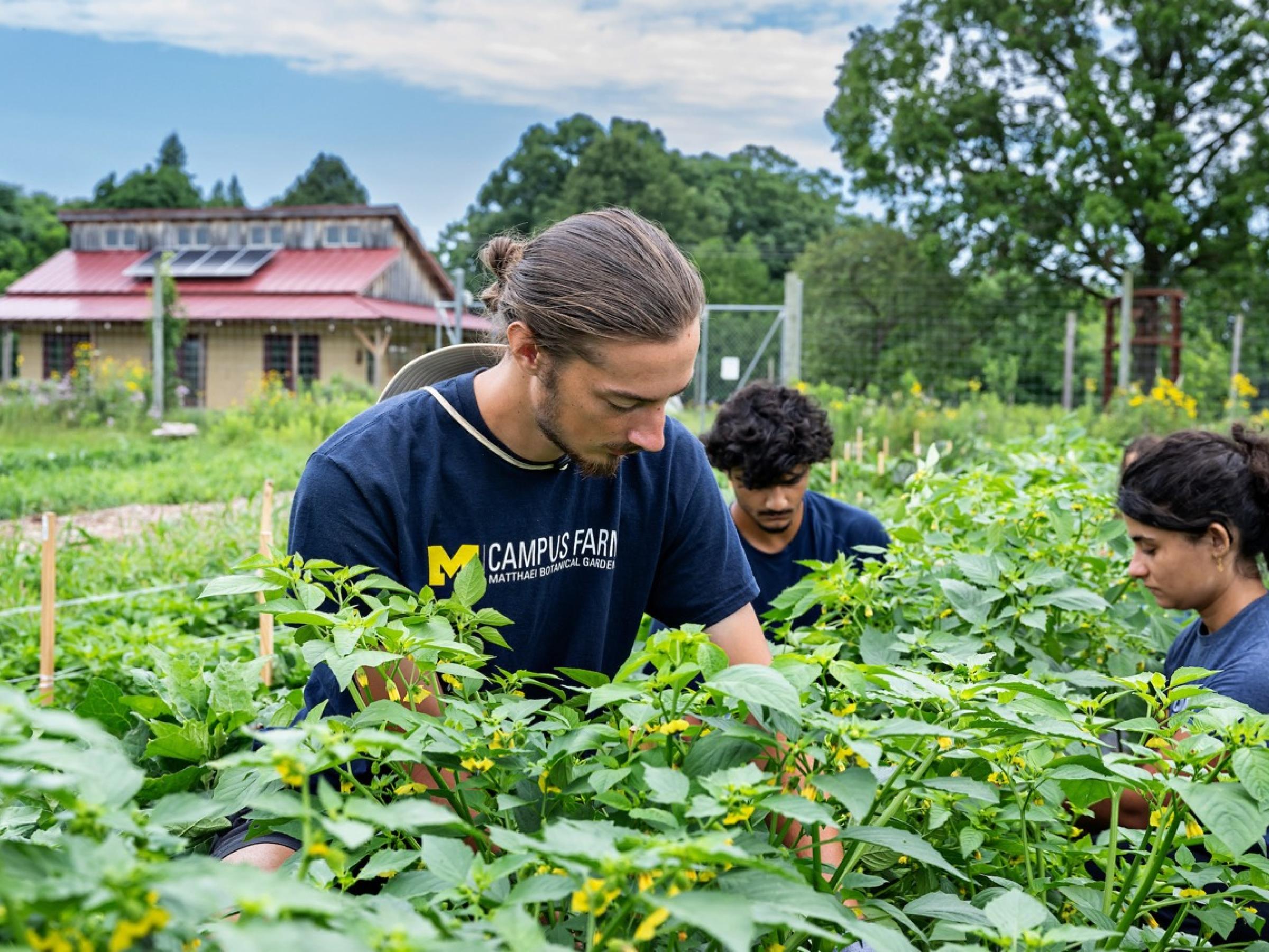 Three students working in a vegetable field at the Campus Farm