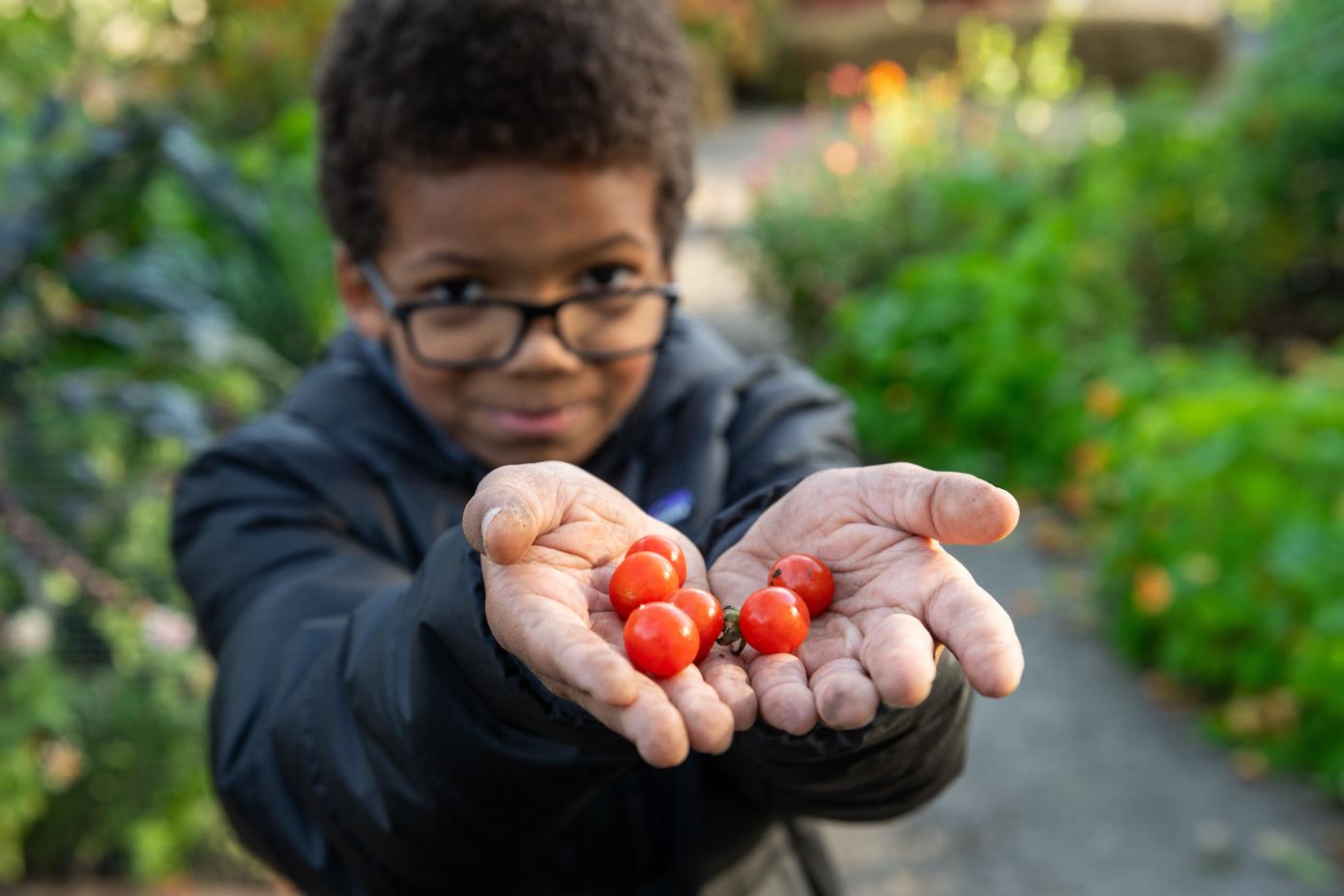 Child whose hands offer baby tomatoes