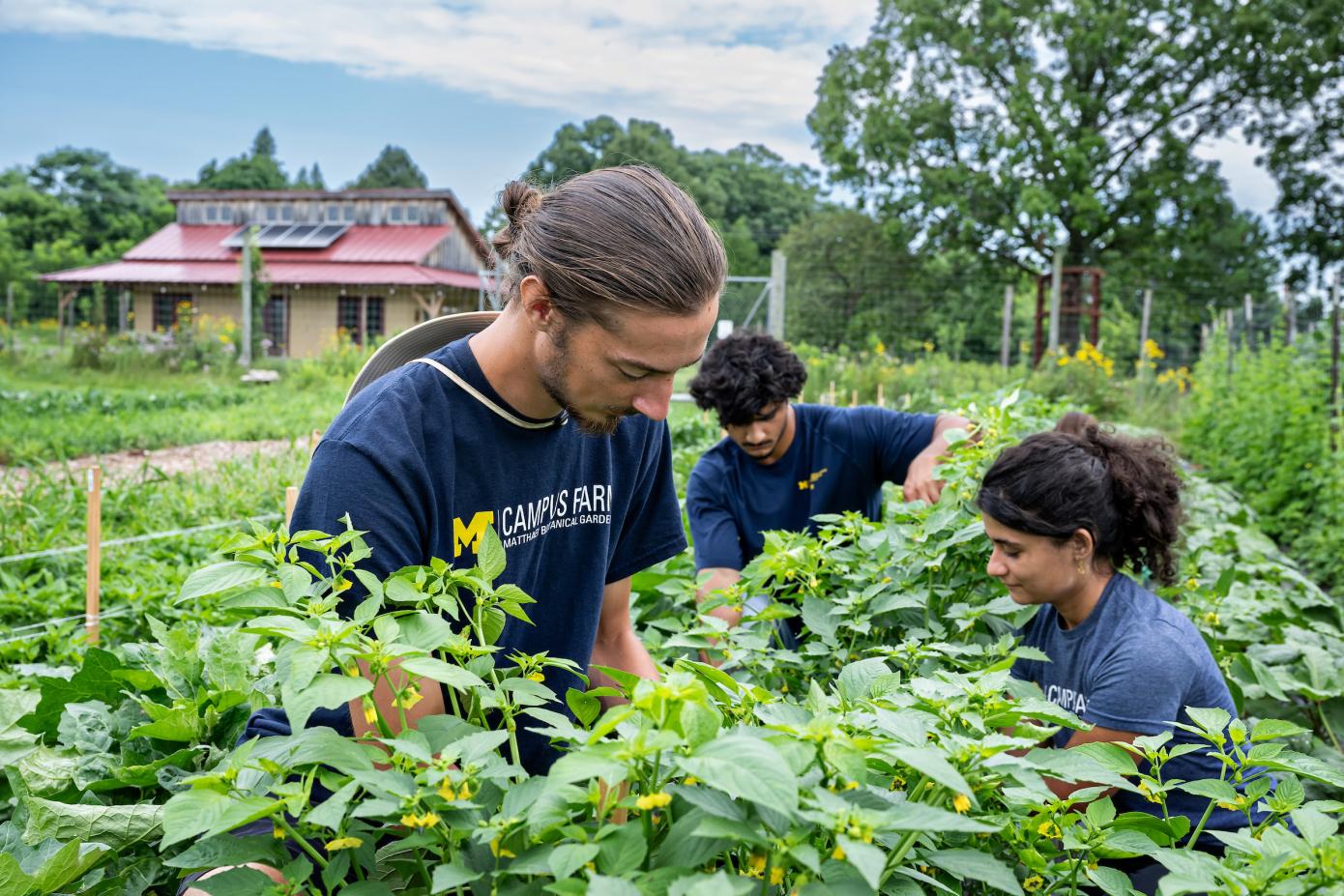 Campus farm participants tending to bushes
