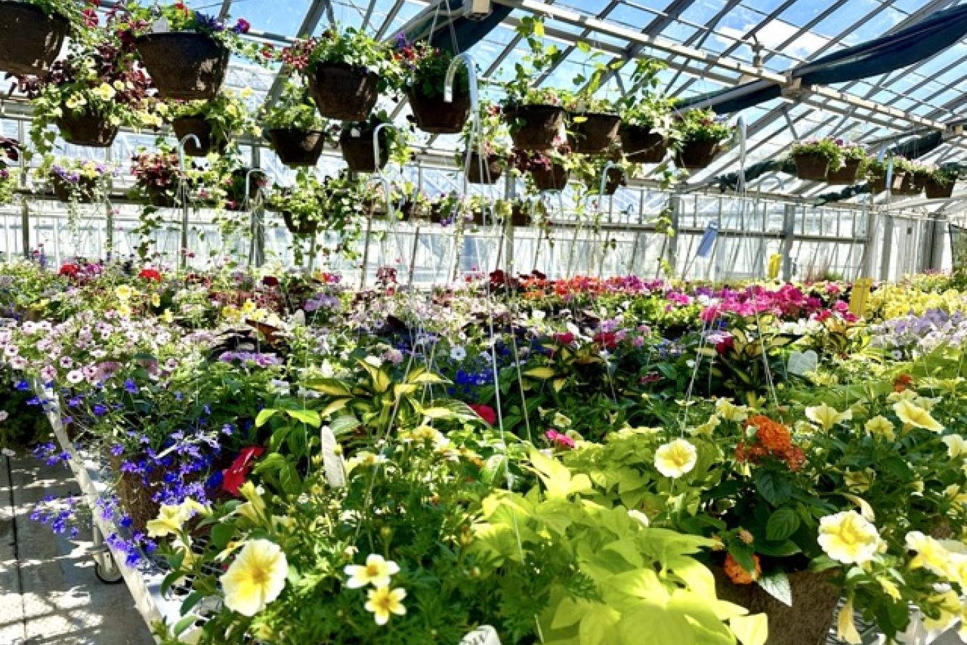 An expanse of blooming flowers in the greenhouse