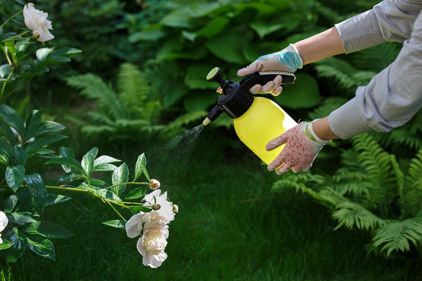 Person spraying peonies for treatment
