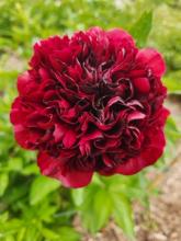 dark red peony flower
