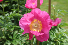 Hot pink peony with a yellow center 