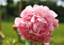 a fluffy light pink peony