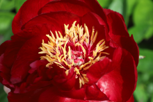 dark red peony with yellow center