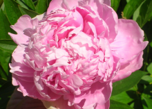 a fluffy pink peony