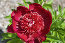 maroon red bloomed peony