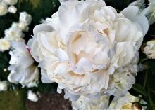 A white Betty Blossom Peony.