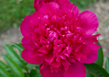 dark pink bloomed peony 