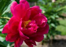 dark pink peony flower