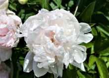 a fluffy white peony with a light pink hue