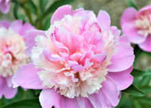 a multitoned magenta/light pink peony
