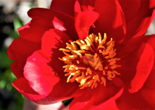 blooming red peony with yellow center