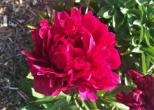 A red Charles McKellip peony.