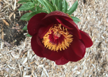 a dark red marron peony with a yellow spiky center