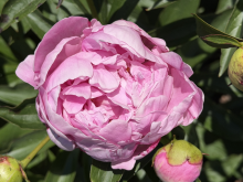 a light magenta peony not half bloomed