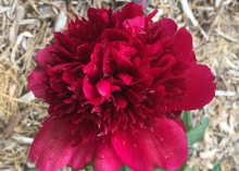a deep redish pink bloomed peony