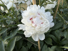 a fluffy white peony with dark magenta specs in the middle