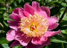 Hot pink peony with a yellow center 