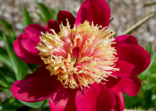 redish pink peony with spiky redish pink yellow center