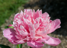 a fluffy pink peony