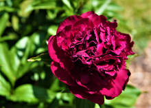 a fluffy dark magenta peony