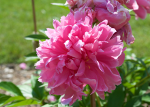 a fluffy hot pink peony