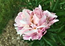 pink peony flower