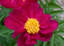 A red Fortune Teller peony.