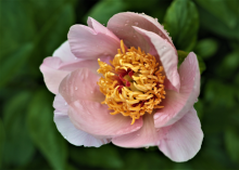 light pink peony with a yellow center
