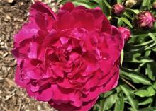 A red Francoise Ortegat peony.