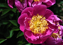 Hot pink peony with a yellow center 