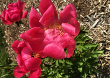 Hot pink peony with a yellow center 