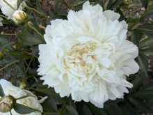 a fluffy white peony