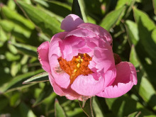 a half bloom pink peony with a yellow center