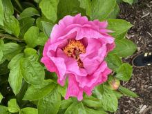 paeonia may lilac 